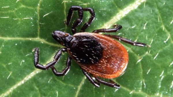 Natural tick and mosquito repellent deals