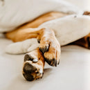 Nova Scotia Fisherman Pet Balm