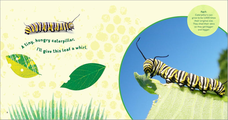 Backyard Bug Book