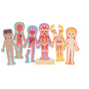 Hape Human Body Magnetic Puzzle